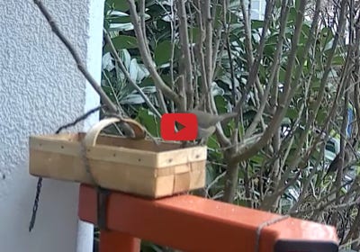 Video abspielen