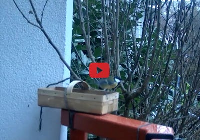 Video abspielen