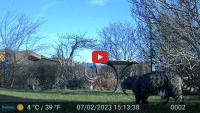 Video abspielen