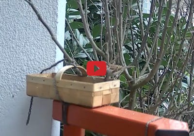 Video abspielen