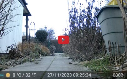 Video abspielen