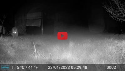 Video abspielen