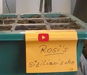 Video abspielen